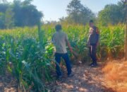 Tinjau Langsung Warga di Ladang, Bhabinkamtibmas Desa Semamung Ajak Sukseskan Ketahanan Pangan Nasional