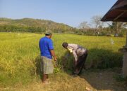 Gali Kendala Petani Demi Sukseskan Ketahanan Pangan, Bhabinkamtibmas Desa Ngeru Tinjau Lahan Padi Warga