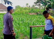 Bhabinkamtibmas Desa Masbagik Timur Monitoring Lahan Jagung, Perkuat Ketahanan Pangan dan Ajak Warga Jaga Kamtibmas