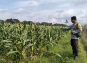 Polsek Labuapi Turun ke Sawah Dampingi Petani Wujudkan Ketahanan Pangan di Lombok Barat