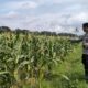 Dukung Ketahanan Pangan Nasional, Polsek Labuapi Dampingi Petani Lokal di Lombok Barat