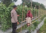Bhabinkamtibmas Polsek Labuapi Edukasi Petani Hortikultura Lombok Barat