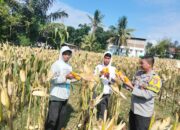 Bhabinkamtibmas Desa Bagik Papan Cek Panen Jagung dan Berikan Himbauan Kamtibmas kepada Masyarakat