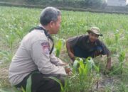 Dukung Swasembada Pangan, Polsek Batulayar Turun Langsung Dampingi Petani di Lombok Barat