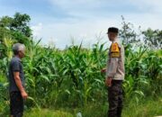 Transformasi Lahan Tidur Jadi Sumber Gizi, Cara Polsek Labuapi Perkuat Ketahanan Pangan Keluarga