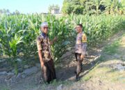 Bhabinkamtibmas Desa Pohgading Timur Cek Tanaman Jagung, Dukung Program Ketahanan Pangan dan Ajak Petani Jual Hasil Panen ke Bulog