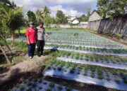 Bhabinkamtibmas Desa Paokmotong Monitoring Program Ketahanan Pangan, Dorong Pemanfaatan Pekarangan Bergizi untuk Swasembada Pangan
