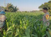 Komitmen Polsek Labuapi Kawal Ketahanan Pangan, Turun Langsung Dampingi Petani Jagung di Lombok Barat