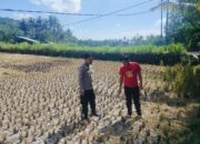 Strategi Ketahanan Pangan di Musim Kemarau: Langkah Nyata Polsek Kuripan Kawal Petani Jagung