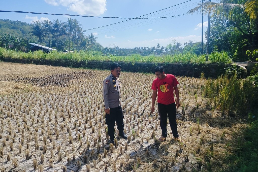 Menjaga Ketahanan Pangan Nasional dari Desa, Polri Dampingi Petani Kuripan Hadapi Tantangan MT3