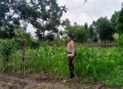 Polisi Dampingi Petani Jagung di Lombok Barat Guna Jaga Ketahanan Pangan