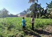 Bhabinkamtibmas Desa Kalianyar Cek Ketahanan Pangan, Pastikan Tanaman Jagung Warga Tumbuh Optimal