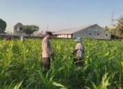 Perkuat Ketahanan Pangan Lombok Barat, Polsek Labuapi Dampingi Petani Desa Kuranji Dalang