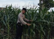 Aksi Nyata Polsek Labuapi Dampingi Warga Sulat Lahan Pasif Jadi Sumber Pangan