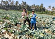 Bhabinkamtibmas Desa Bagik Papan Cek Panen Sayur dan Berikan Imbauan Kamtibmas kepada Warga