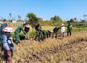 KWT Sesela Tanam Jagung, TNI Turut Mendampingi