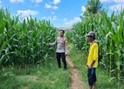 Bhabinkamtibmas Polsek Kempo Pantau Lahan Jagung Warga, Dukung Ketahanan Pangan Menuju Indonesia Emas