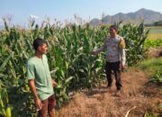 Bhabinkamtibmas Polsek Hu’u Pantau Lahan Jagung Warga, Dukung Program Ketahanan Pangan