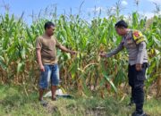 Bhabinkamtibmas Dorokobo Pantau Lahan Jagung Warga, Dukung Ketahanan Pangan Menuju Indonesia Emas