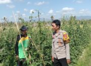 Dukung Ketahanan Pangan Nasional, Bhabinkamtibmas Kelurahan Lempeh Sambangi Warga Penggiat Tanaman Hortikultura