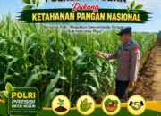 Polisi Polsek jenu Polres Tuban Turun ke Ladang, Dampingi Petani Jagung Dukung Ketahanan Pangan