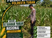 BHABINKAMTIBMAS POLSEK BANGILAN LAKSANAKAN MONITORING TANAMAN JAGUNG DALAM RANGKA MENDUKUNG KETAHANAN PANGAN NASIONAL