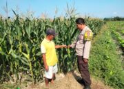 DUKUNG KETAHANAN PANGAN, BHABINKAMTIBMAS POLSEK HU’U PANTAU LAHAN JAGUNG WARGA DI DESA CEMPI JAYA