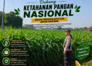 Polri Dukung Astacita, Polsek Semanding Polresta Tuban Turun Cek Tanaman jagung milik Warga di Desa Sambongrejo