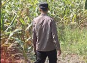 Bhabinkamtibmas Polsek Widang Monitoring Pertumbuhan Jagung