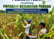 Dalam Rangka Mendukung Ketahanan Pangan Nasional Anggota Bhabinkamtibmas Polsek Senori Polresta Tuban Monitoring Kondisi Tanaman Jagung di Desa Wanglukulon