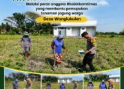 Anggota Bhabinkamtimas Polsek Senori Polresta Tuban Membantu Proses Pemupukan Tanaman Jagung Warga Desa Wanglukulon