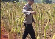 Cek Kualitas Buah Jagung Siap Panen, Polsek Widang Polresta Tuban Dukung Astacita