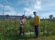 BHABINKAMTIBMAS DESA SUKA DAMAI SAMBANG WARGA, DORONG PEMANFAATAN LAHAN PEKARANGAN UNTUK KETAHANAN PANGAN