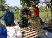 Setiap Bulir Padi, Ada Harapan Petani Midang