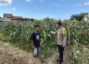 Bhabinkamtibmas Desa Bagik Papan Jalin Silaturahmi, Cek Tanaman Jagung, dan Sampaikan Himbauan Kamtibmas kepada Warga