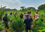 Polsek Batulayar Bergerak Sulap Lahan Tidur Jadi Sumber Pangan Produktif Warga