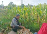 Langkah Konkret Polsek Batulayar Ajak Warga Sandik Ciptakan Pekarangan Produktif