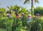 Bhabinkamtibmas Desa Pringgabaya AIPDA Marten Zakarias Leuwol Sambangi Petani, Perkuat Silaturahmi dan Sampaikan Himbauan Kamtibmas