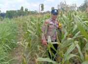 Dukung Astacita Presiden RI, Polisi Polsek Kenduruan Pantau Perkembangan Tanaman Jagung Warga