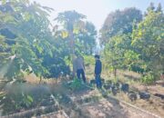 Dukung Ketahanan Pangan Nasional, Bhabinkamtibmas Desa Dalam Pantau Pertumbuhan Kebun Sayur Warga di Alas