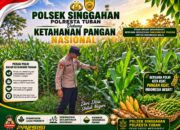 Anggota Polsek Singgahan Polresta Tuban Turun Cek Tanaman jagung Warga di Desa Lajo loratis