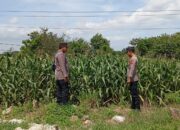 Mendukung Program Ketahanan Pangan, Bhabinkamtibmas Monitoring Pertumbuhan Jagung