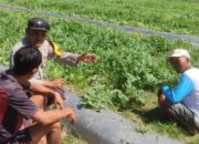 Dukung Ketahanan Pangan, Bhabinkamtibmas Mapin Sambangi Petani Semangka dan Beri Motivasi Perawatan Lahan