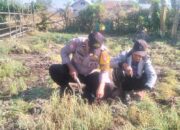 Bhabinkamtibmas Doro Melo Dampingi Petani Panen Bawang Merah, Dorong Ketahanan Pangan dan Kamtibmas
