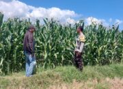 Dukung Ketahanan Pangan, Bhabinkamtibmas Jurumapin Sambangi Petani Jagung dan Pantau Perkembangan Lahan