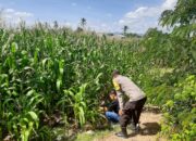 Dukung Ketahanan Pangan, Bhabinkamtibmas Desa Lab. Sumbawa Sambangi Warga Pengepul dan Petani Holtikultura