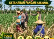 Polri Dukung Astacita, Polsek jenu Polres Tuban Turun Cek Tanaman Jagung Warga di Desa Jenu