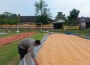Dukung Ketahanan Pangan Nasional, Bripda Dodi Monitoring Hasil Panen Jagung di Desa Tergambang