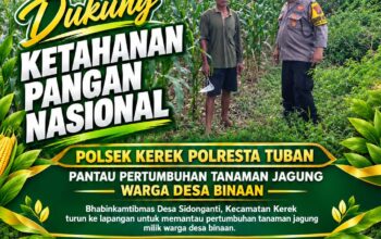 “Bhabinkamtibmas Desa Sidonganti Pantau Pertumbuhan Tanaman Jagung Warga Desa Binaan”