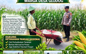 Dukung Astacita, Polsek Palang Polresta Tuban Pantau Langsung Lahan Jagung milik warga Desa Glodog